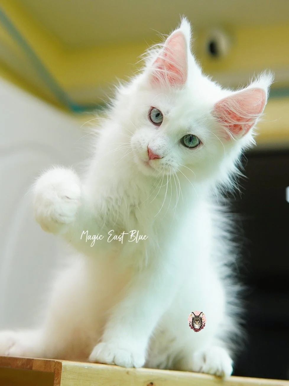 white blueeye boy hen new 2 (43).jpg