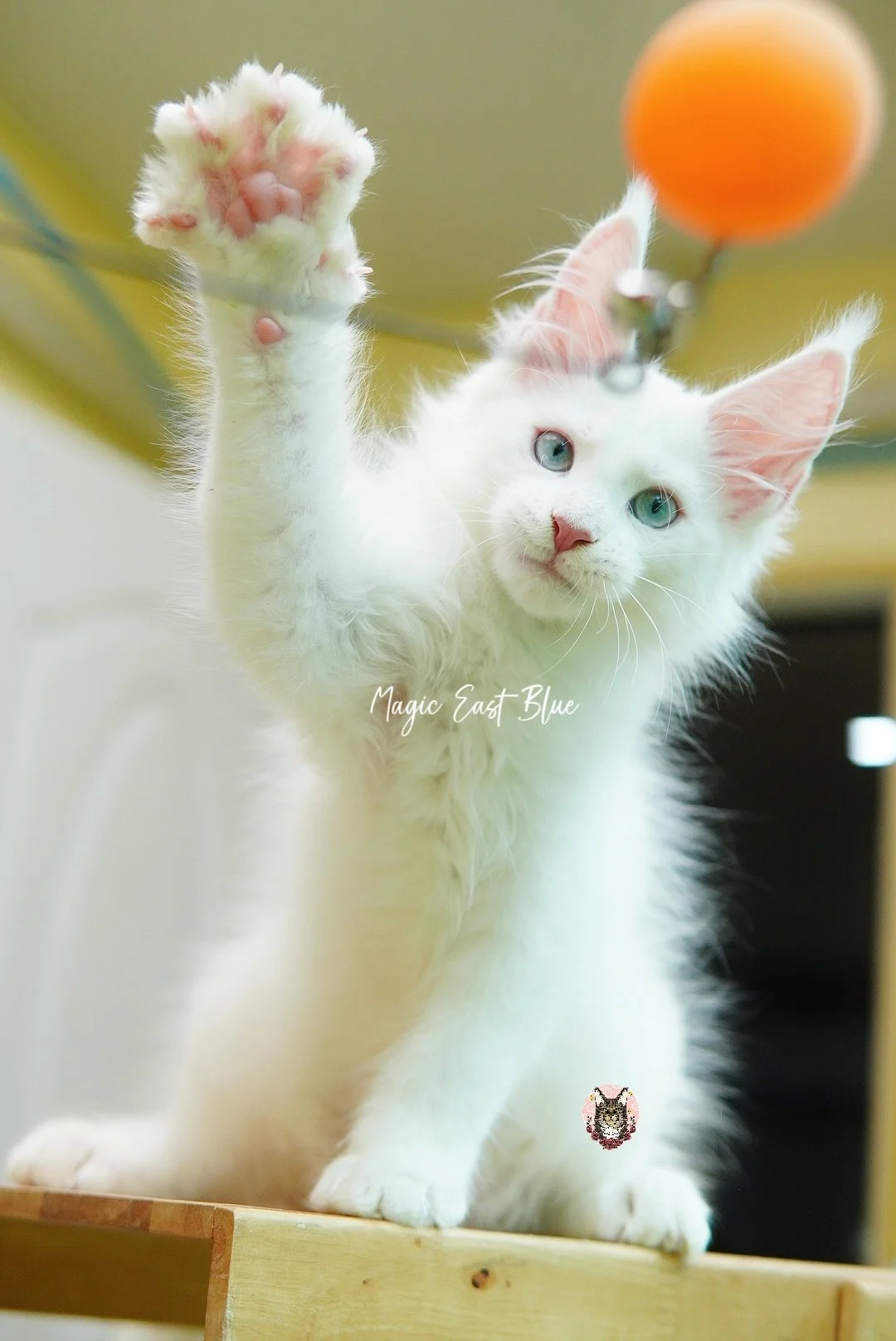 white blueeye boy hen new 2 (40).jpg