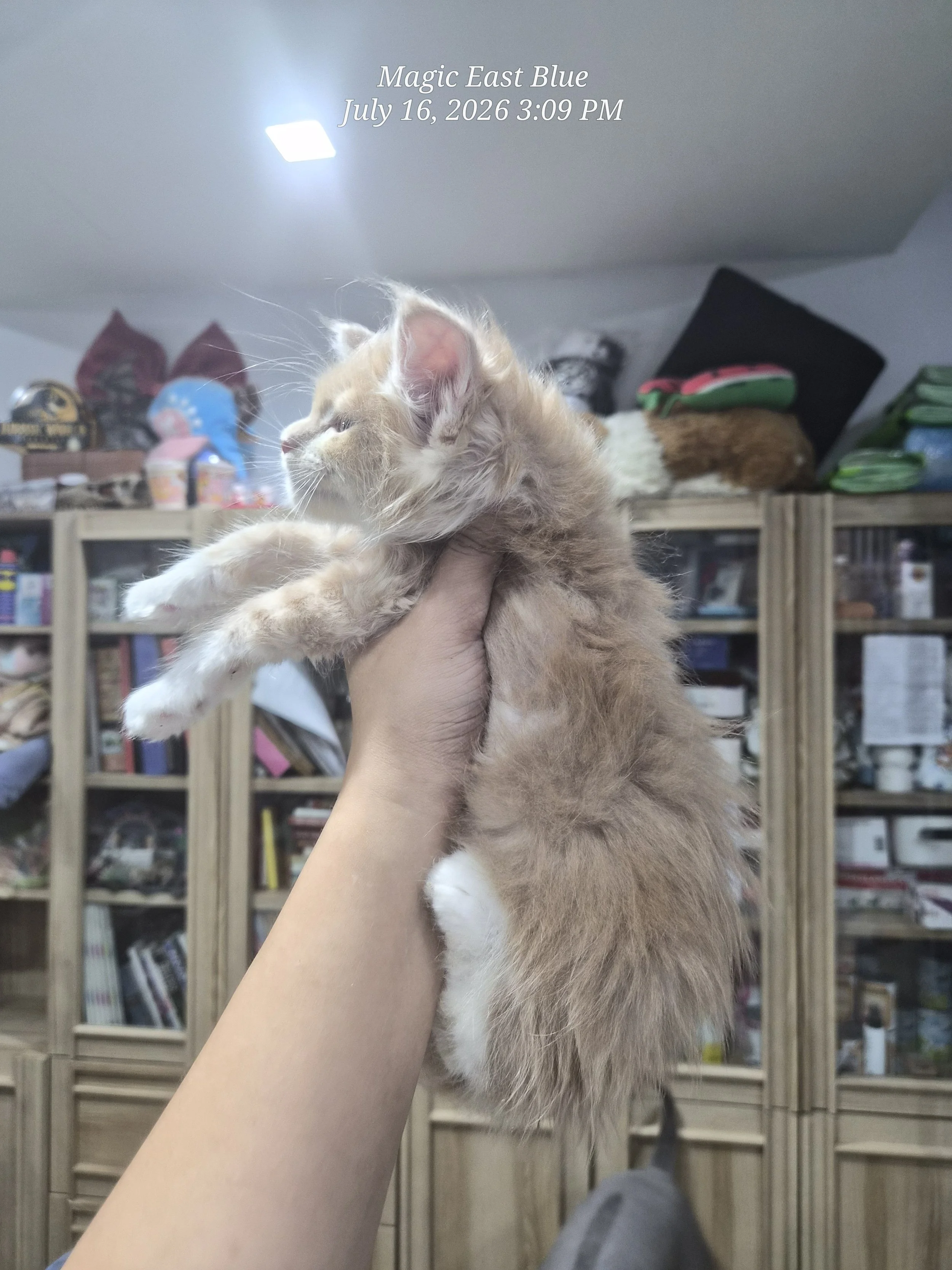 Cream Bicolor Tabby Boy [Zuri X Mellow] 19 May 2026 (9).jpg