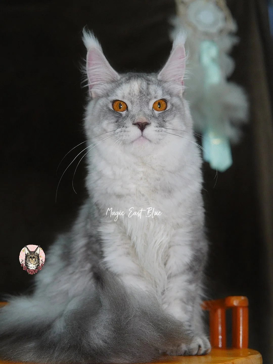 zuri (2).jpg