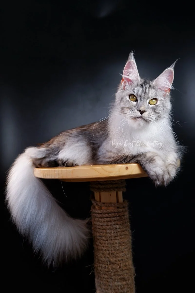 queen silver (45).JPG