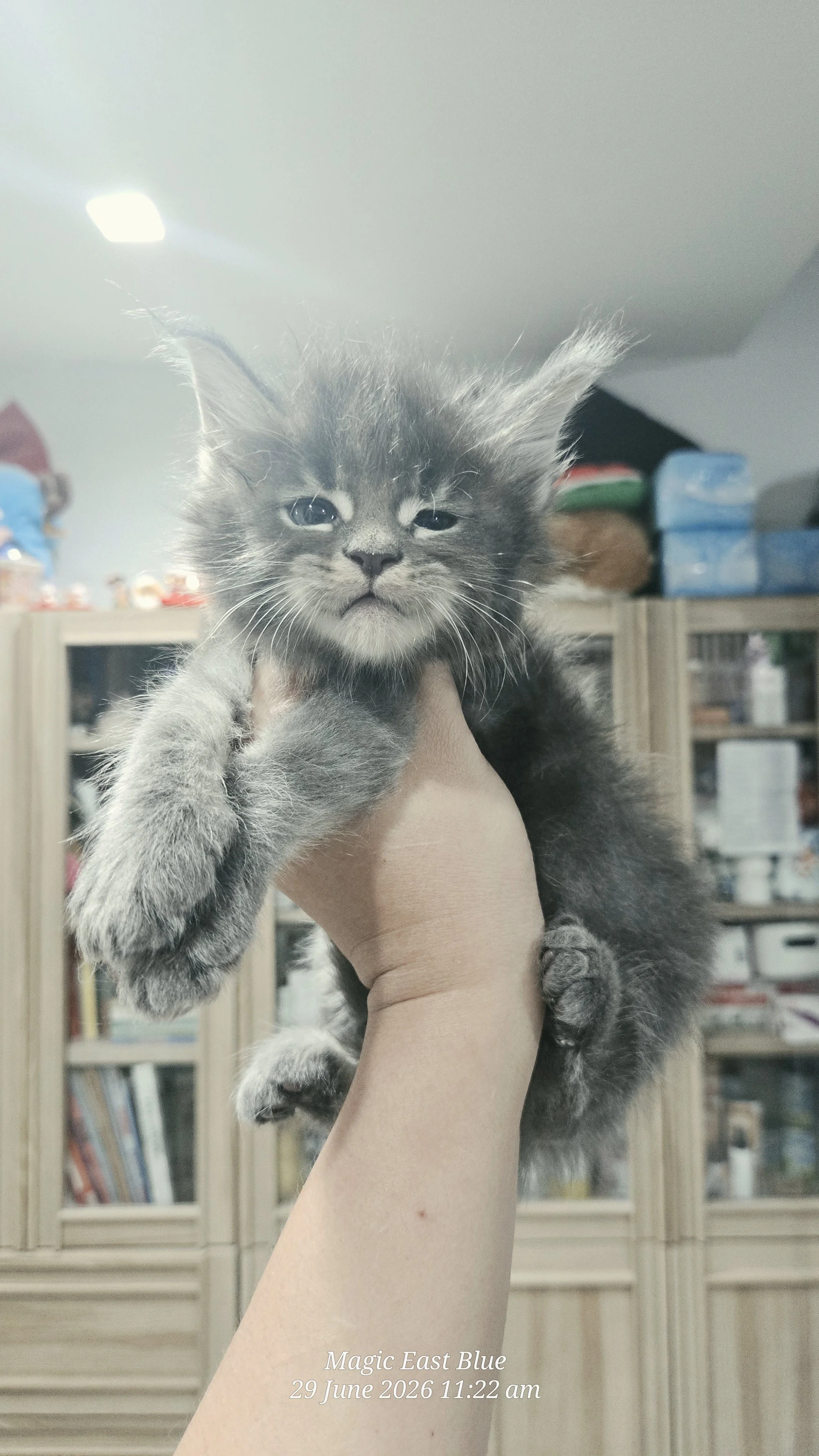Blue tabby boy zuri mellow (2).jpg