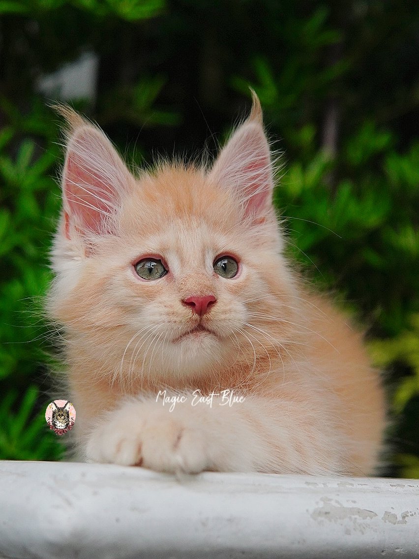 cream silver anna wellington kitten (13).jpg