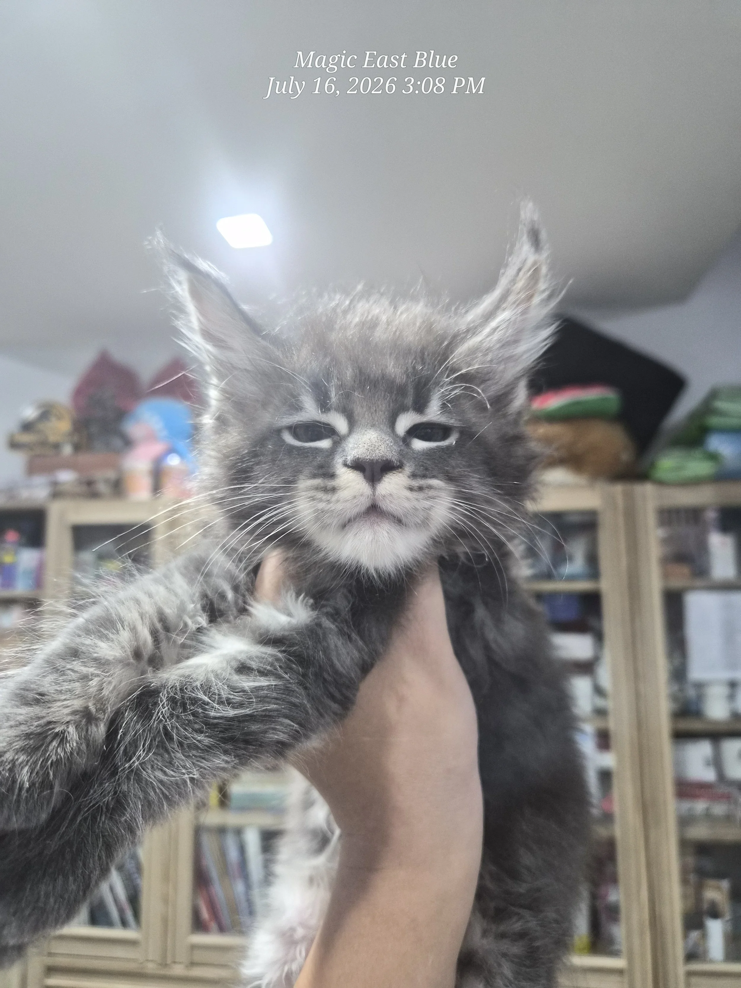 Blue tabby boy zuri mellow (7).jpg