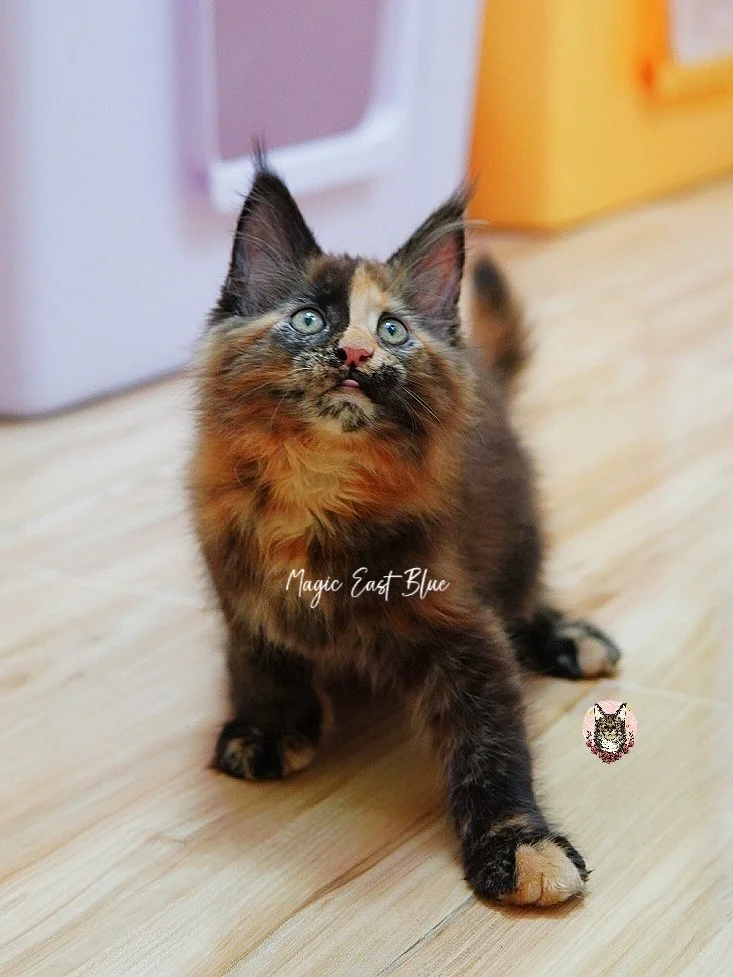 *Tortie* Girl