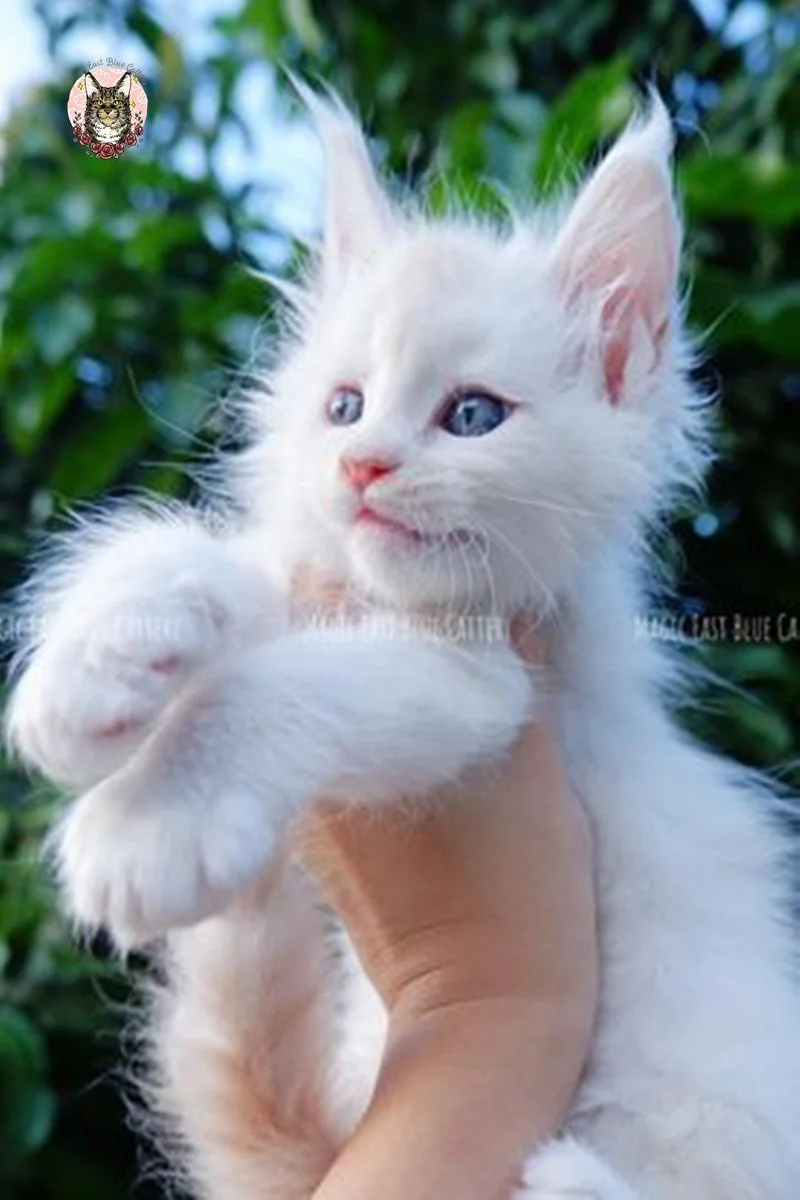 Purrfect (22).jpg