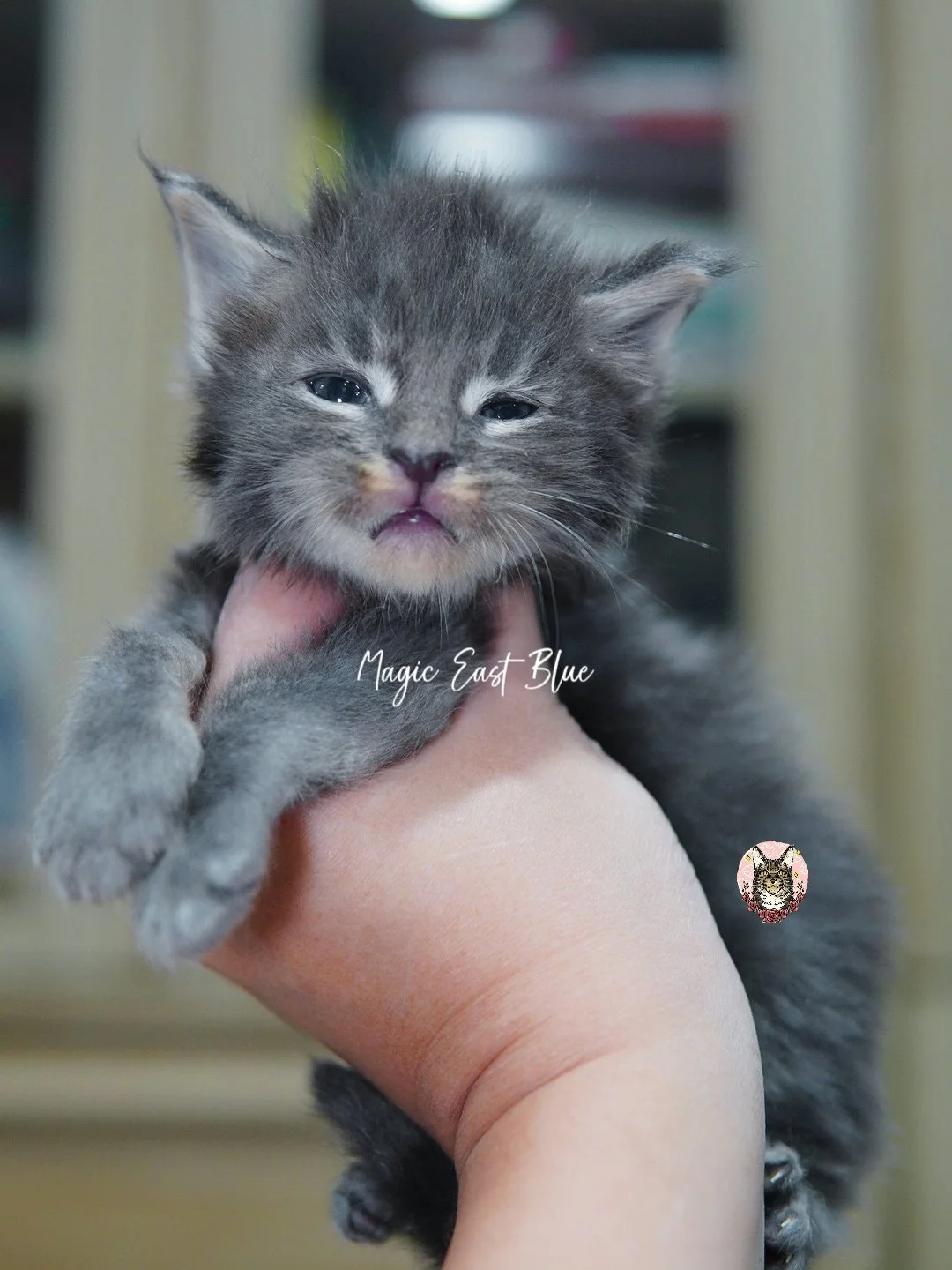 Blue tabby boy zuri mellow (11).jpg
