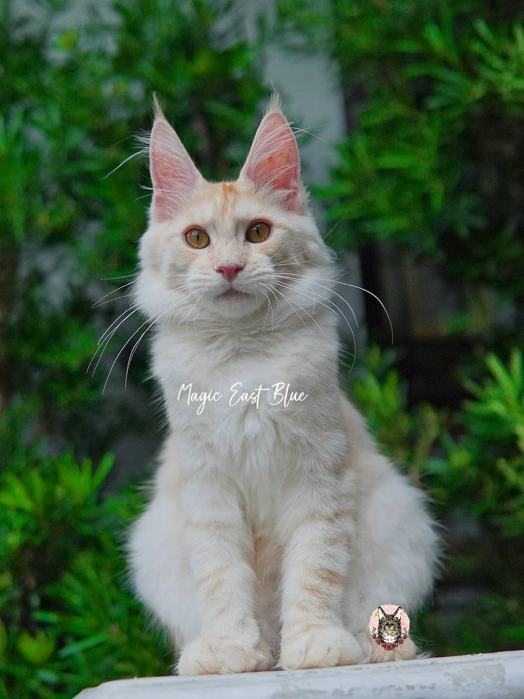 Leo (10).jpg