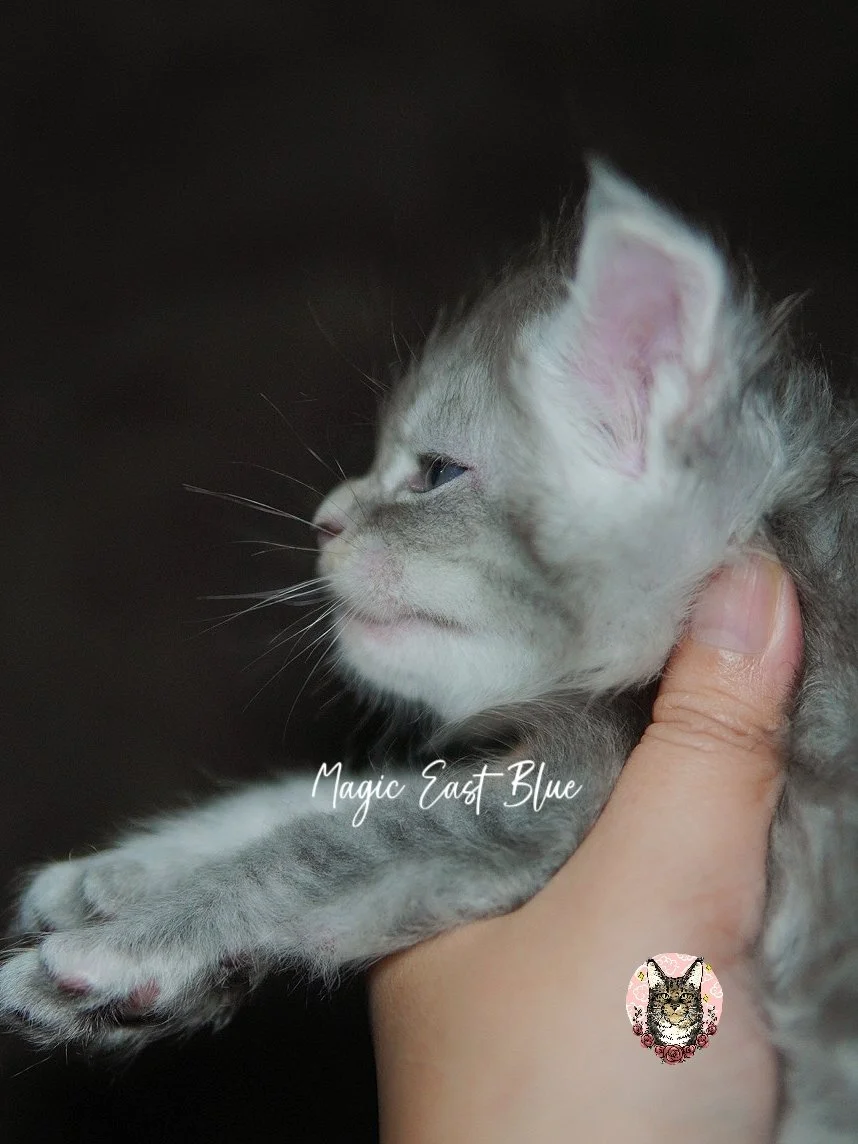 zuri (9).jpg