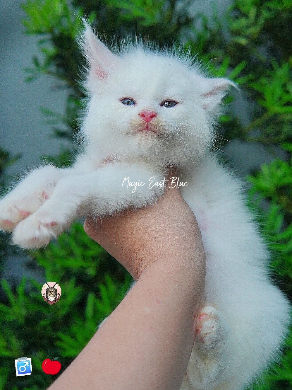 white blueeye boy hen new 2 (12).jpg