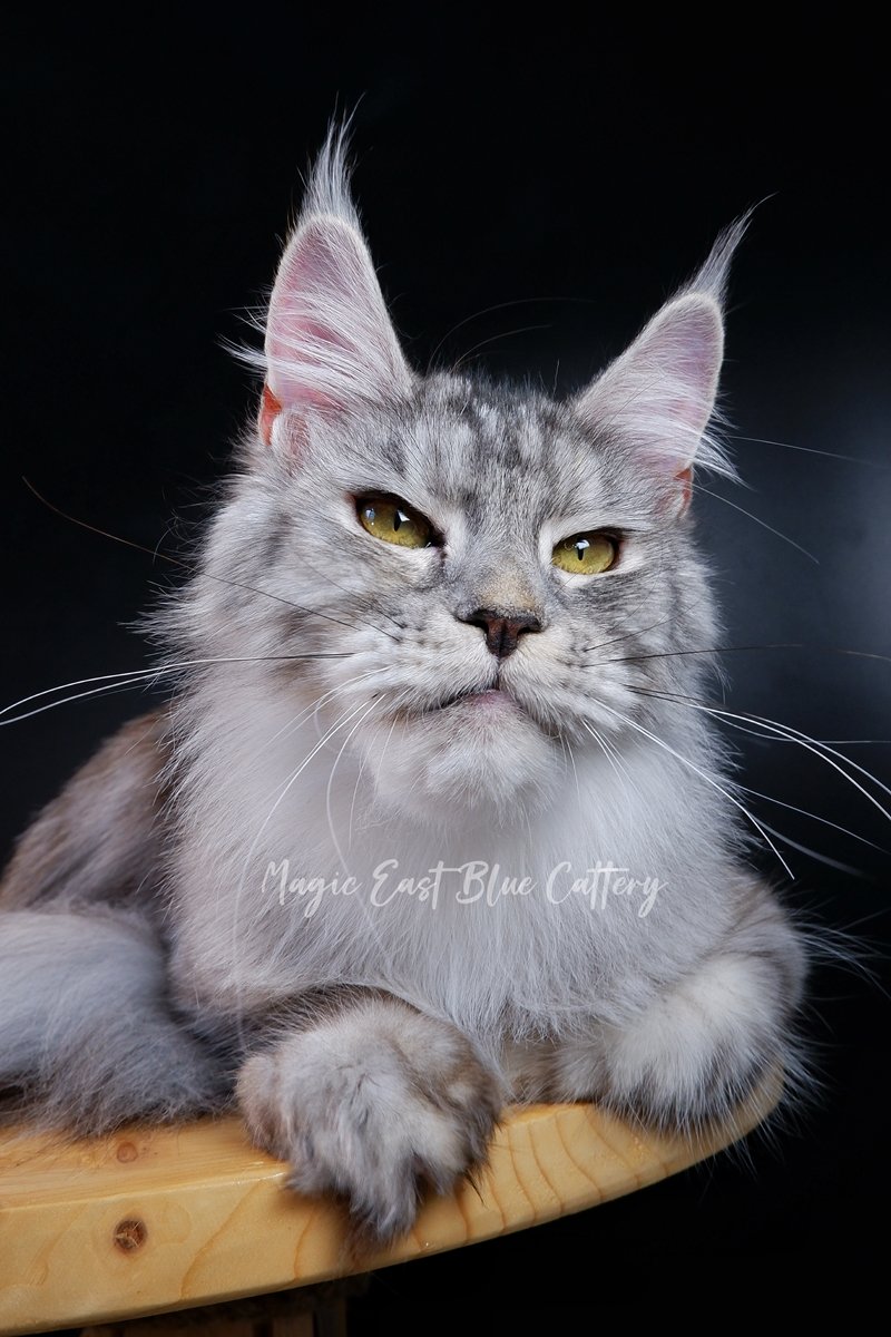 queen silver (20).JPG