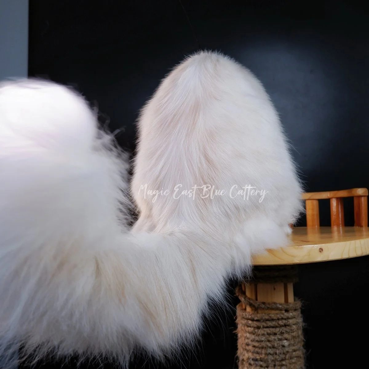 Purrfect (37).JPG