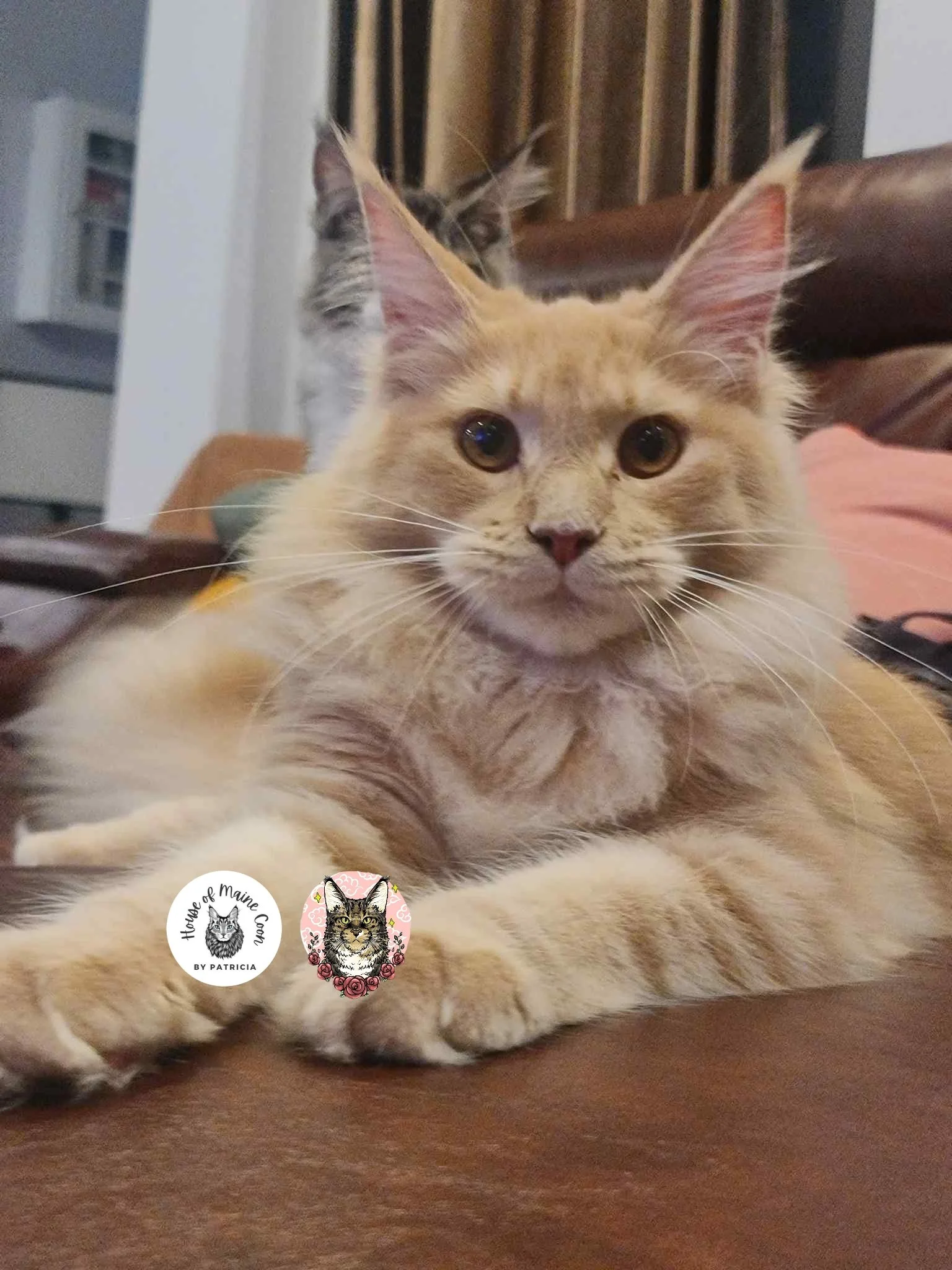 Luis