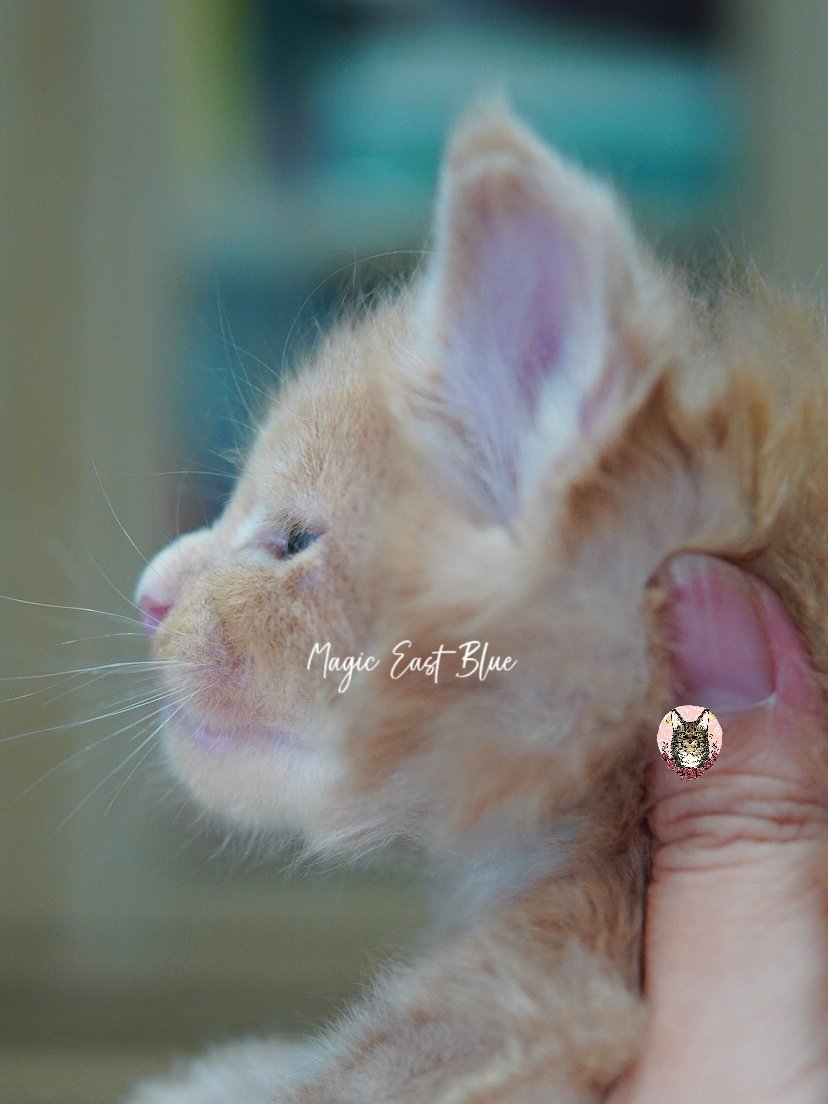 Cream Boy [Zuri X Mellow] 19 May 2026 (15).jpg