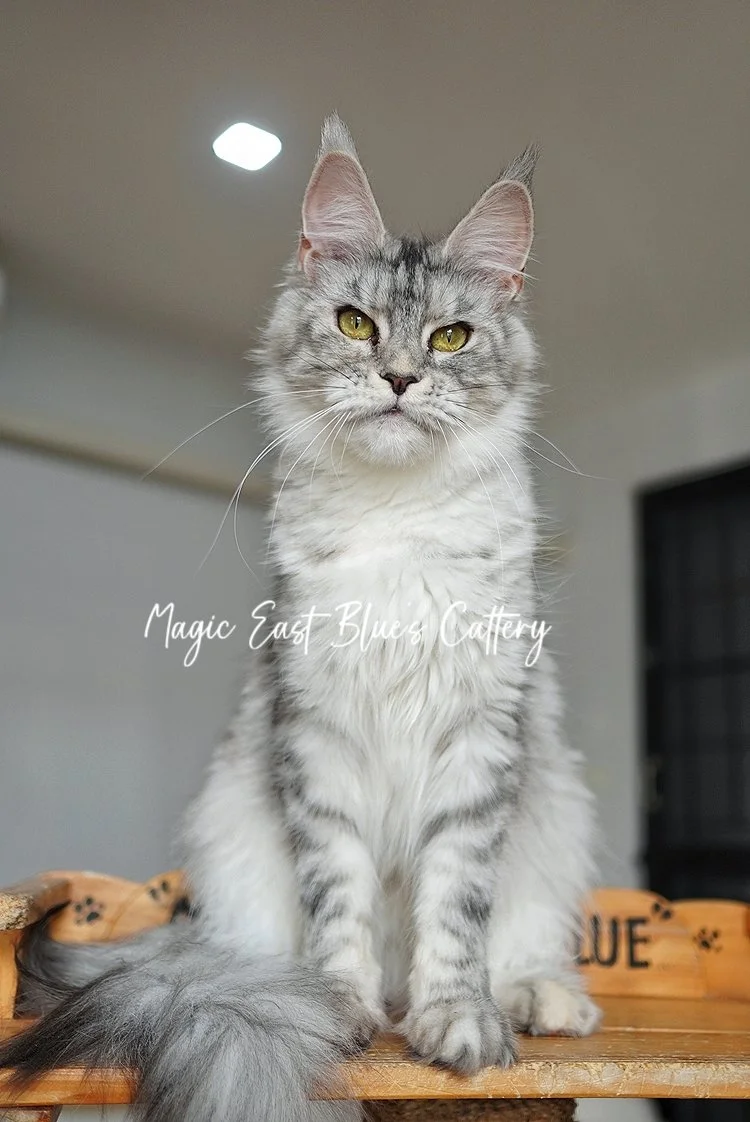 queen silver (8).jpg