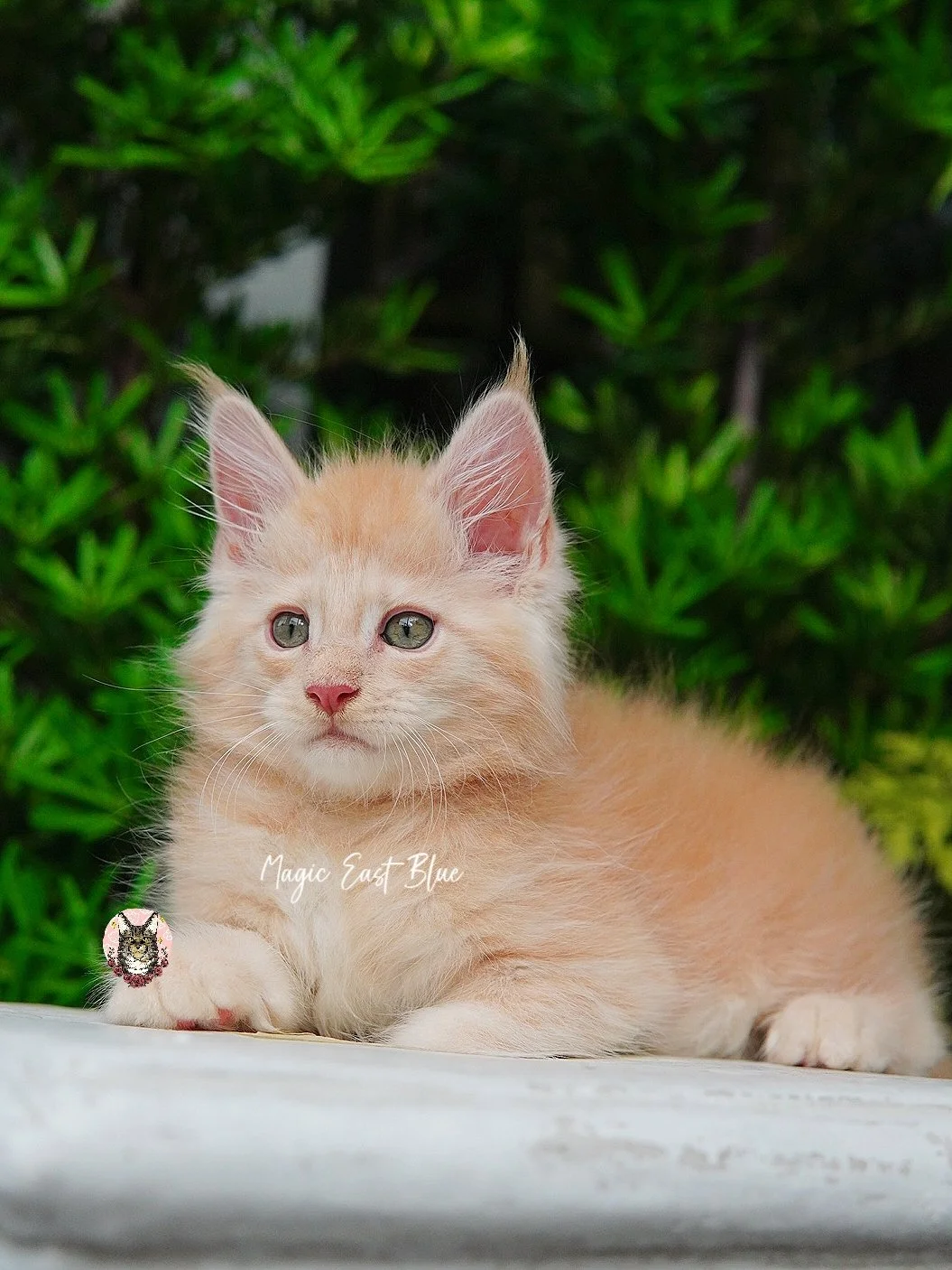 cream silver anna wellington kitten (14).jpg