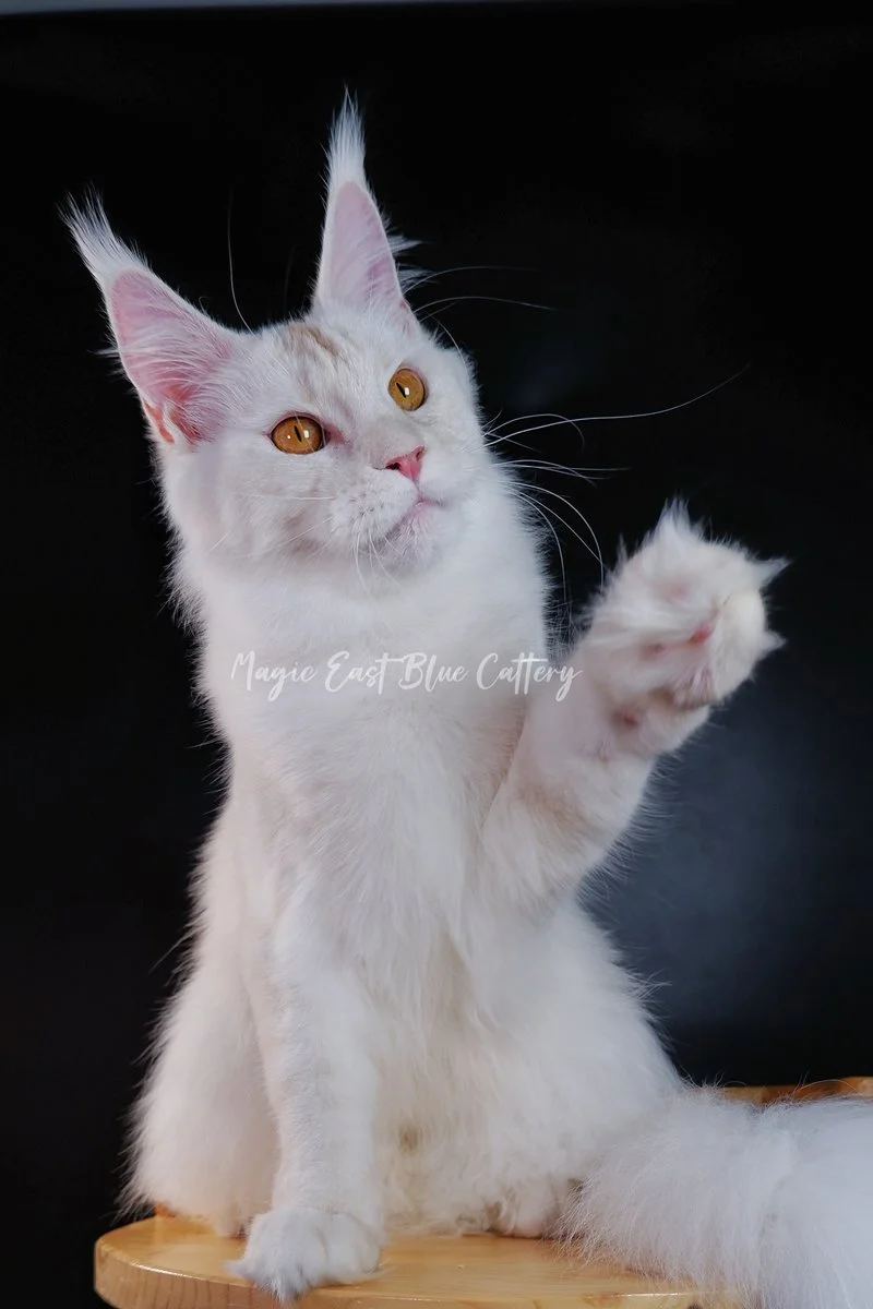 Purrfect (30).JPG