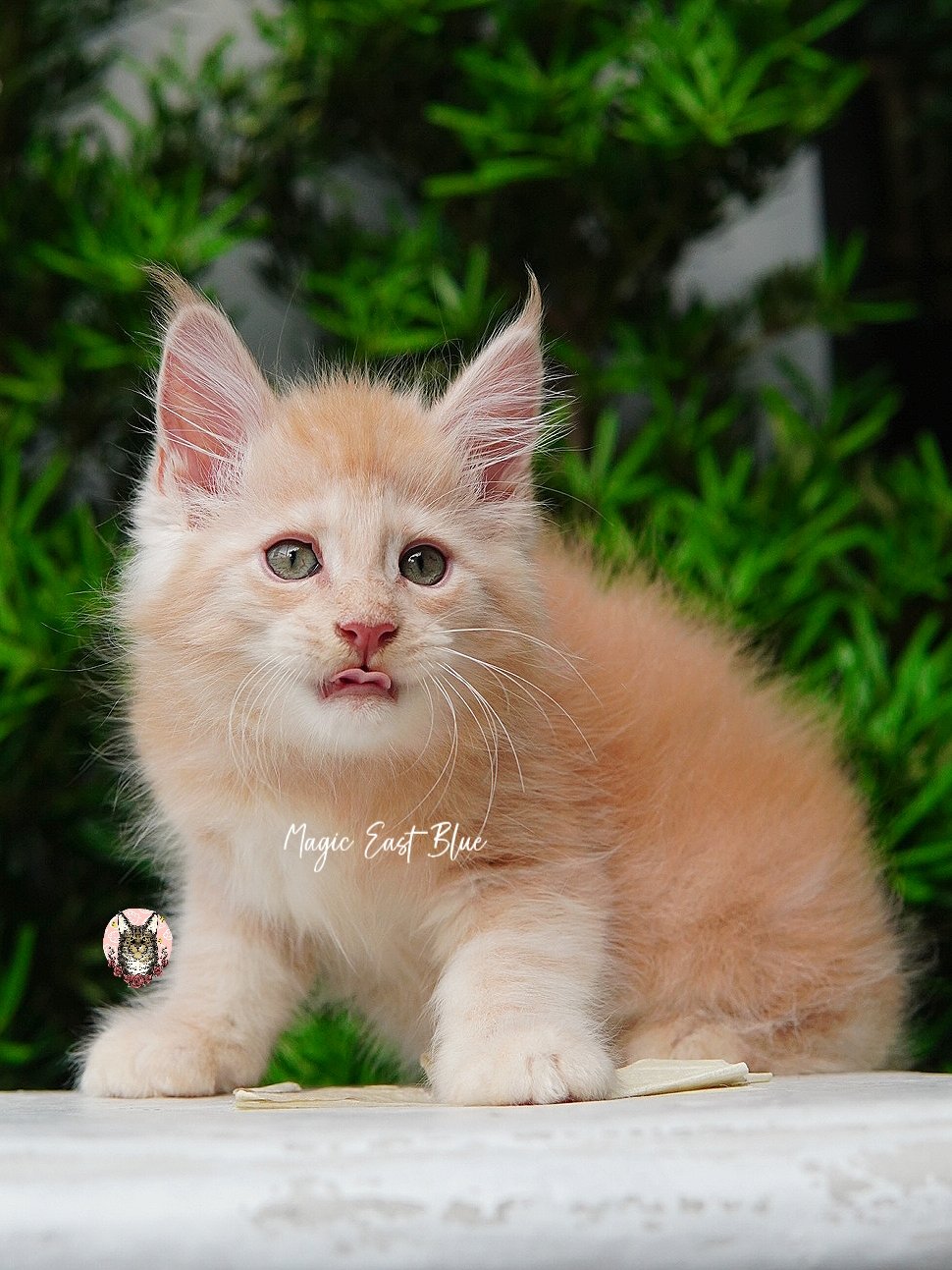 cream silver anna wellington kitten (10).jpg