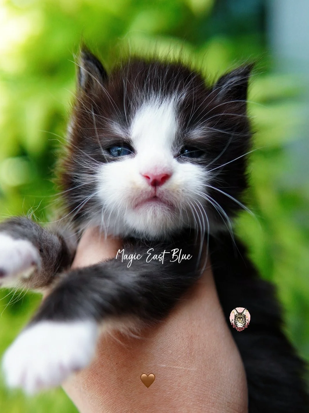 *Brown Collar* Boy