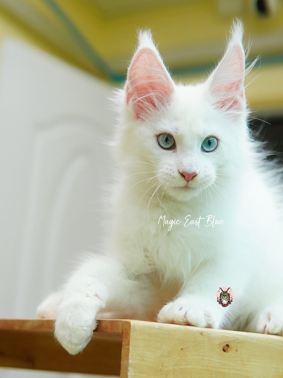 white blueeye boy hen new 2 (37).jpg