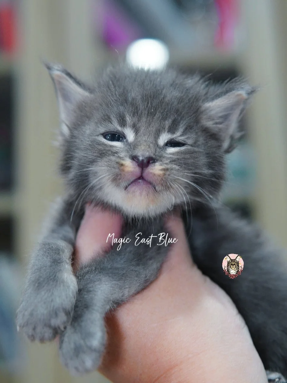 Blue tabby boy zuri mellow (15).jpg