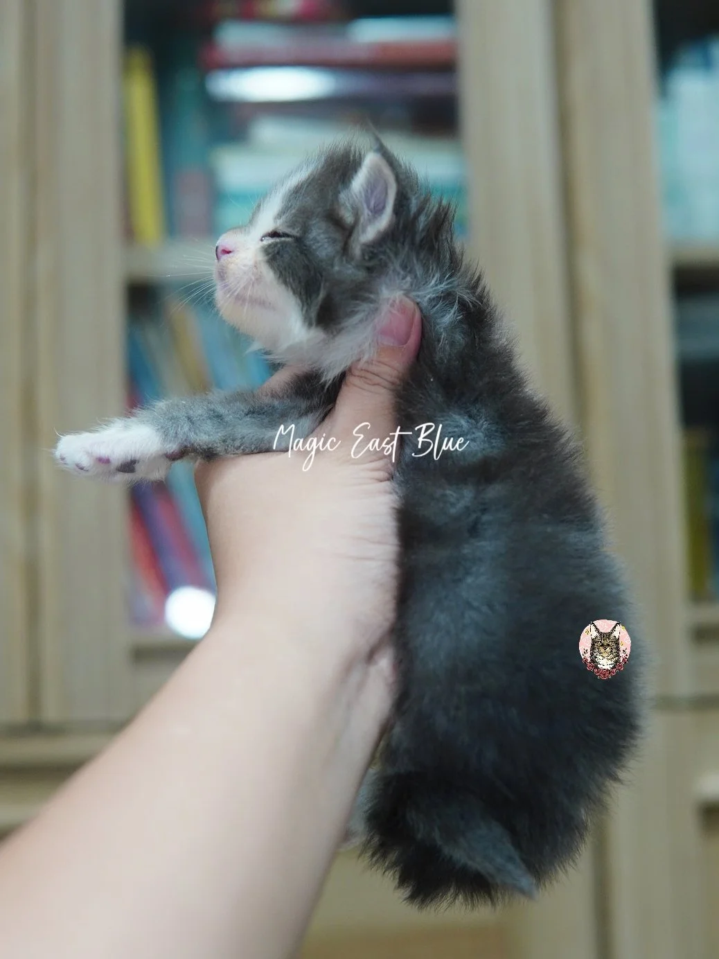 Blue Tabby Bicolor zuri mellow (17).jpg
