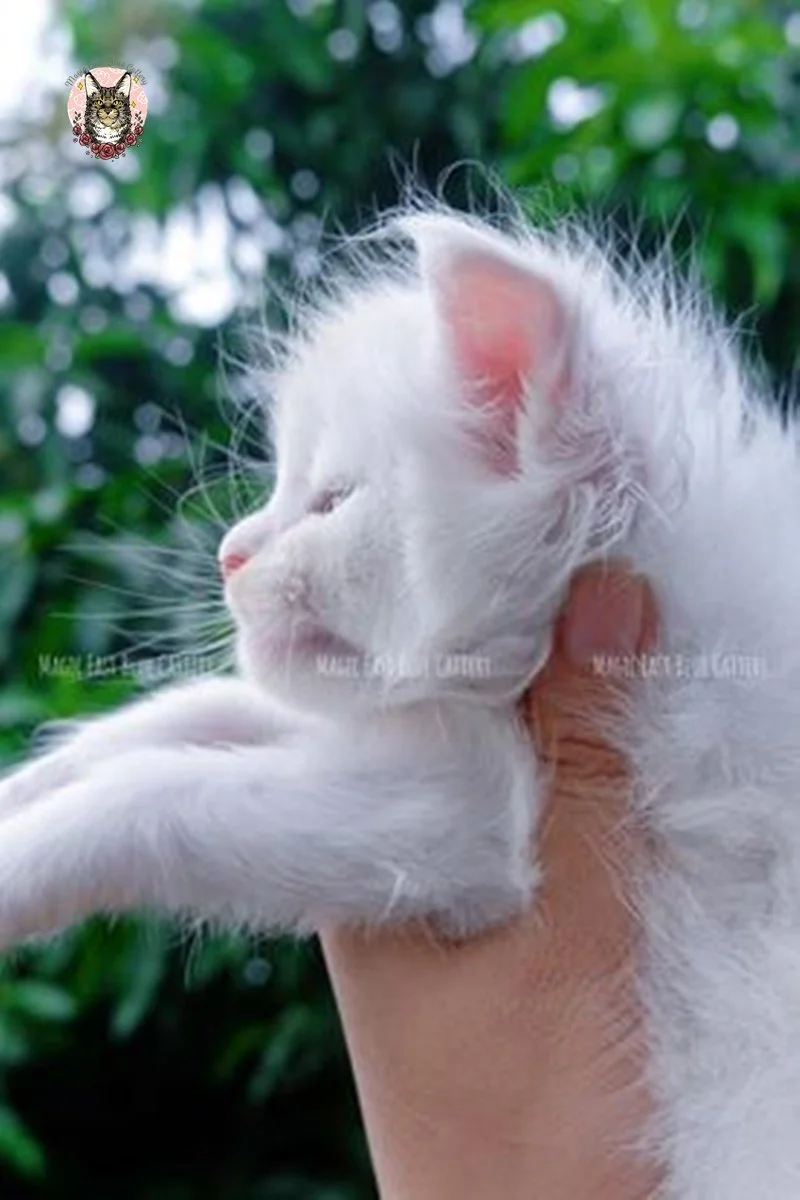Purrfect (17).jpg