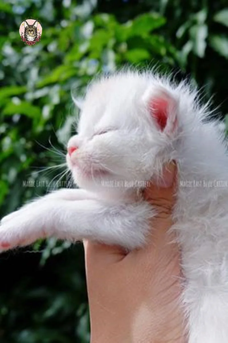 Purrfect (11).jpg