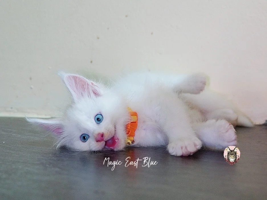 white blueeye boy hen new 2 (21).jpg
