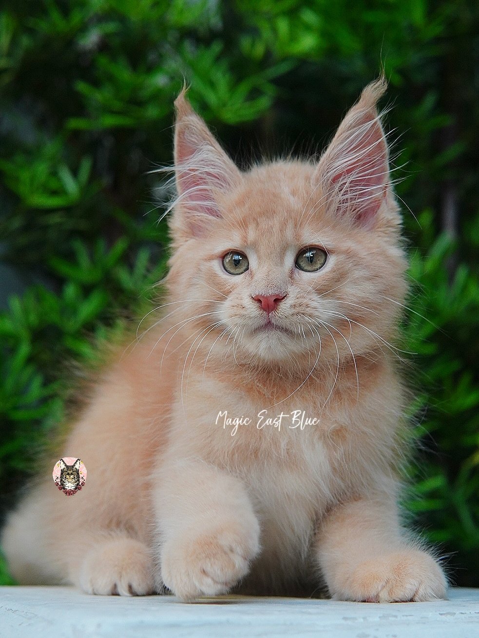 Anhou