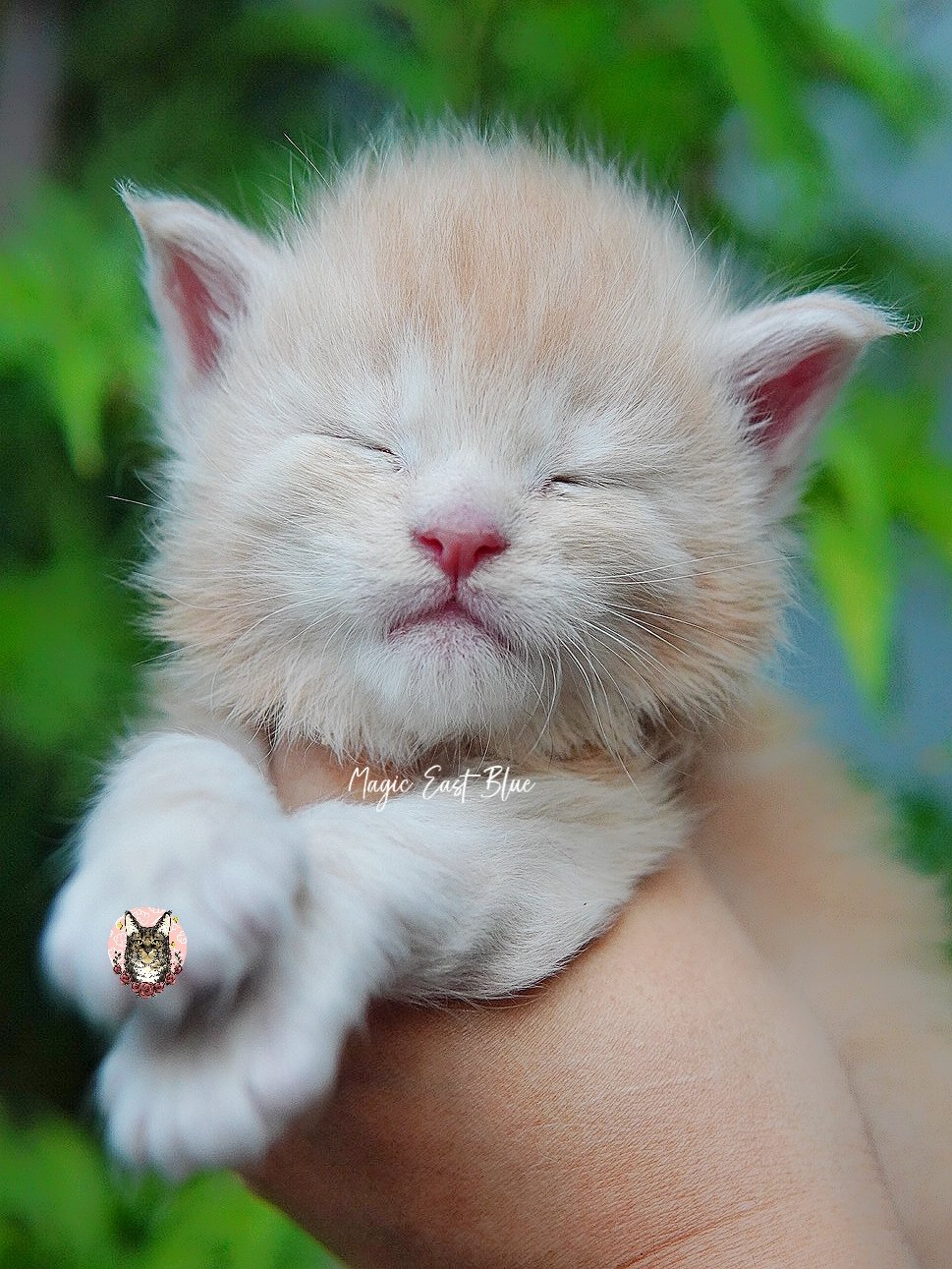 cream silver anna wellington kitten (15).jpg