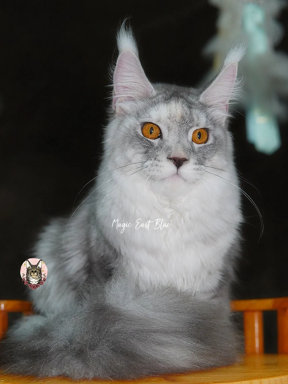 Zuri