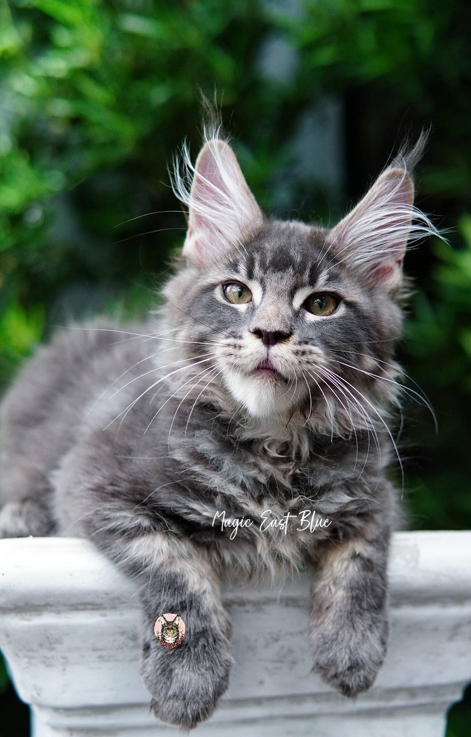 *Blue Tabby* Boy