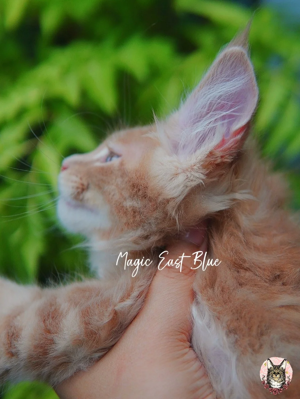 Cream Boy [Zuri X Mellow] 19 May 2026 (12).jpg