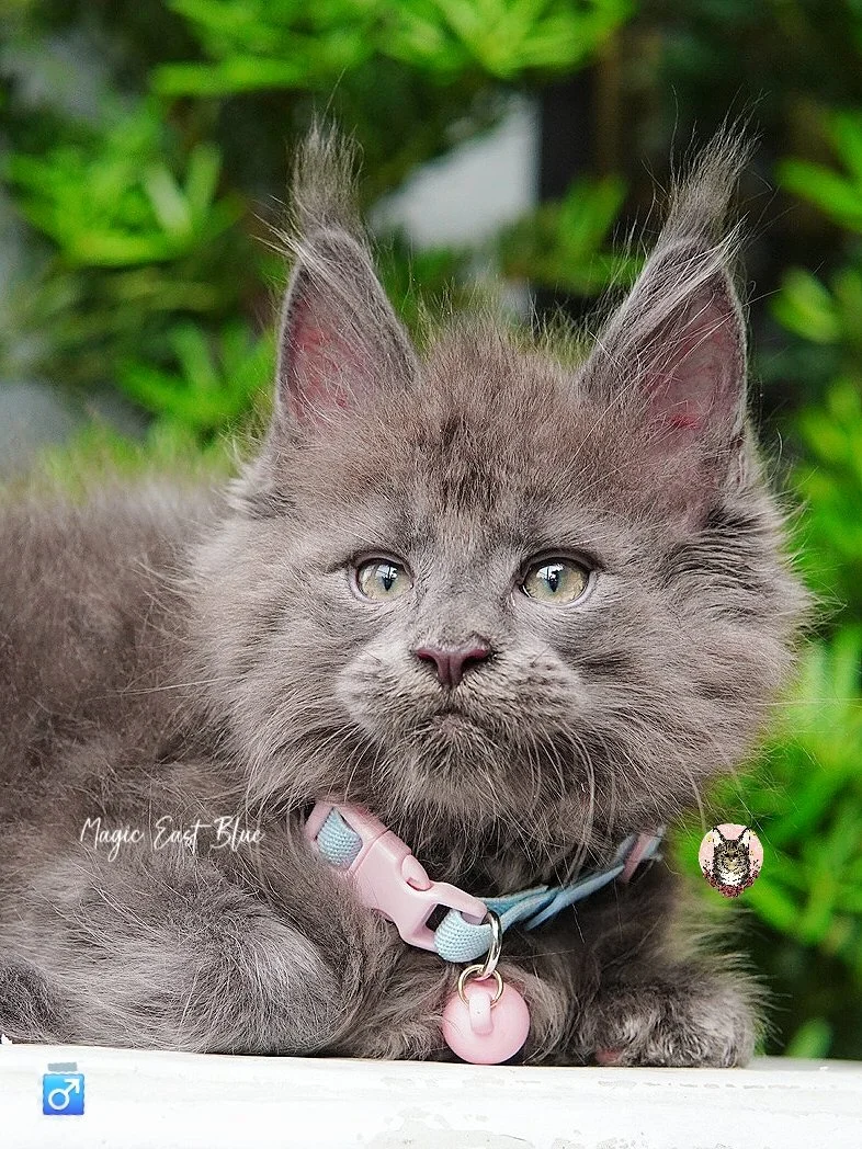 babyblue (9).jpg