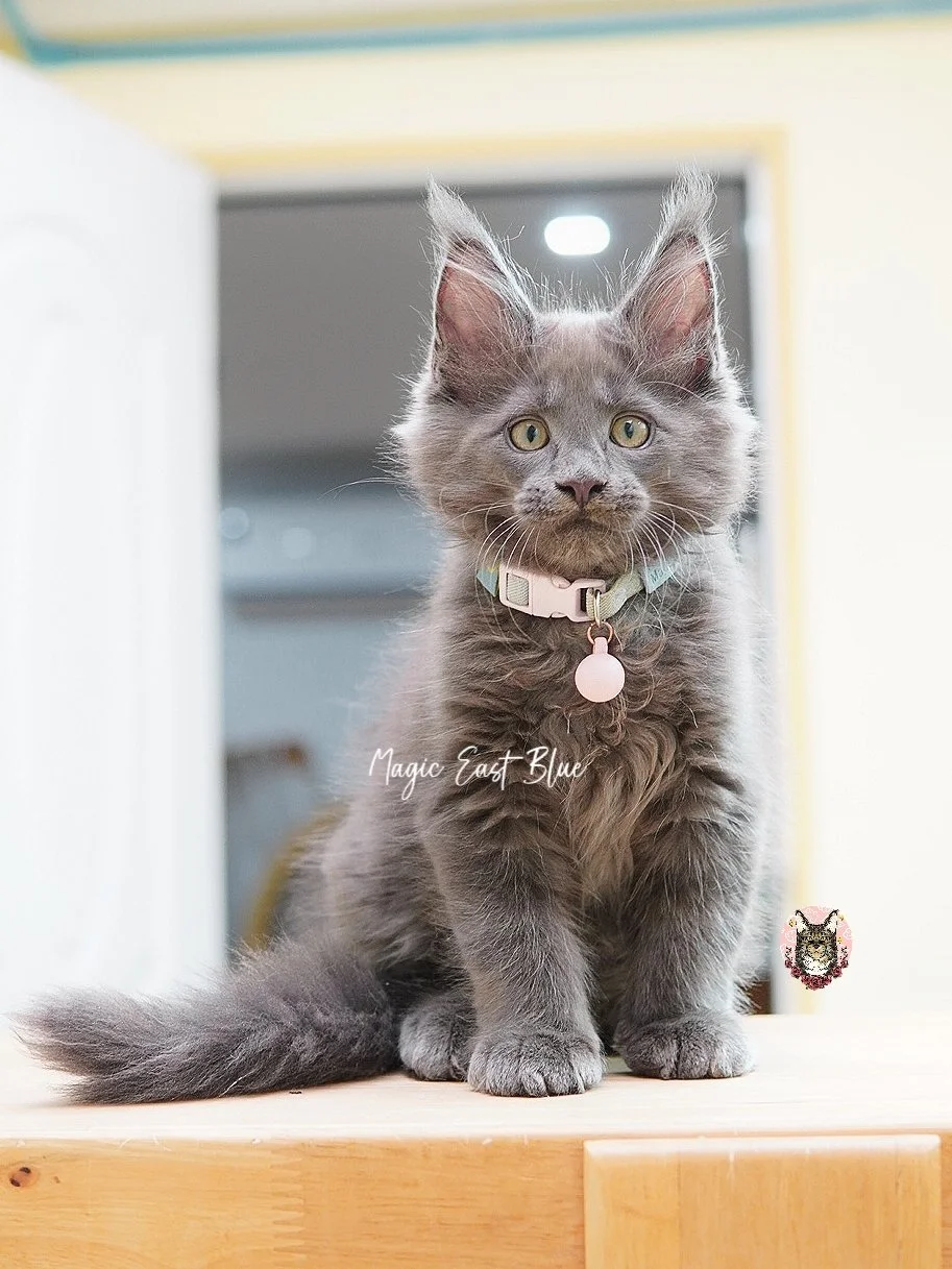 babyblue (23).jpg
