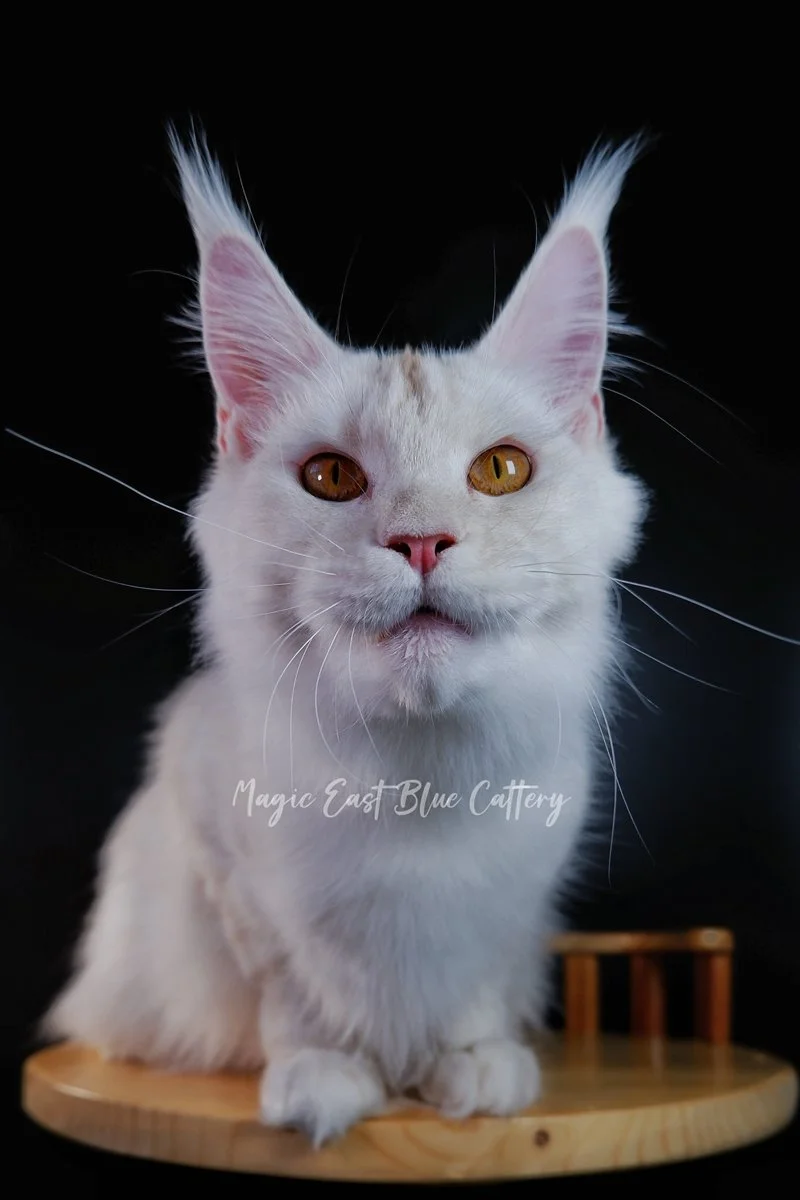 Purrfect (26).JPG
