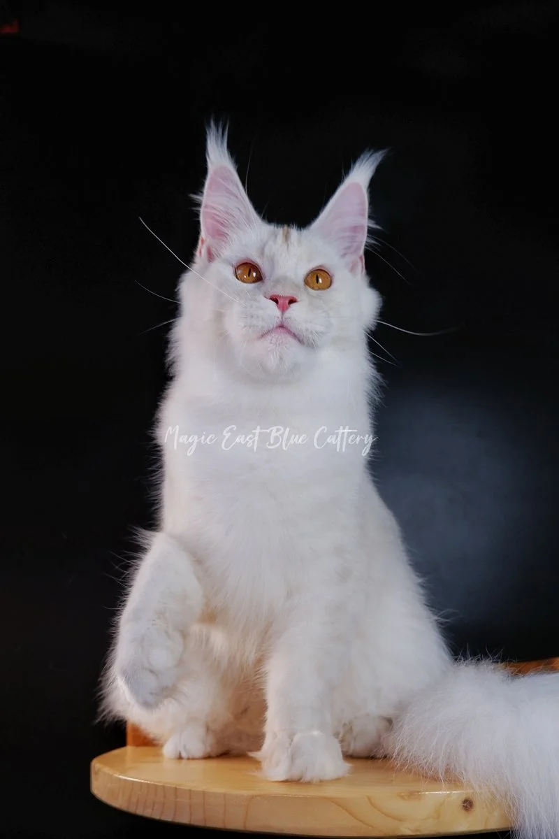 Purrfect (29).JPG