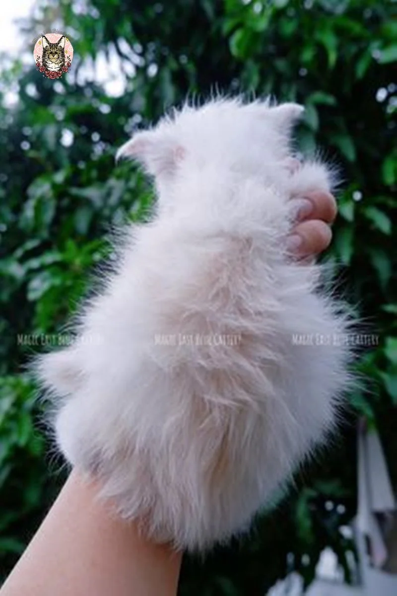 Purrfect (19).jpg