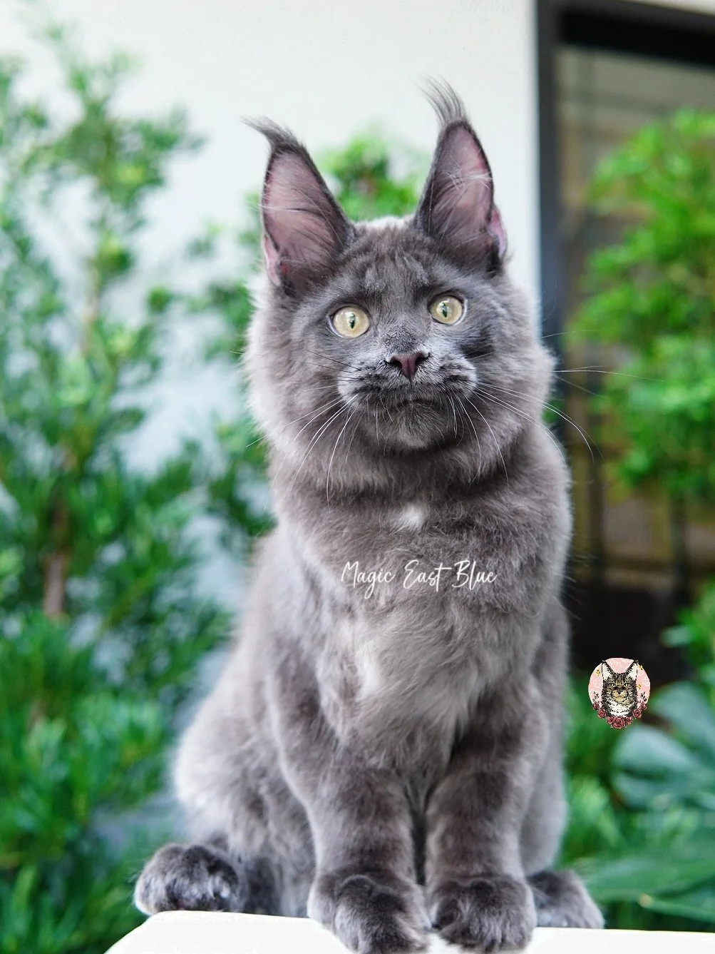 Totoro