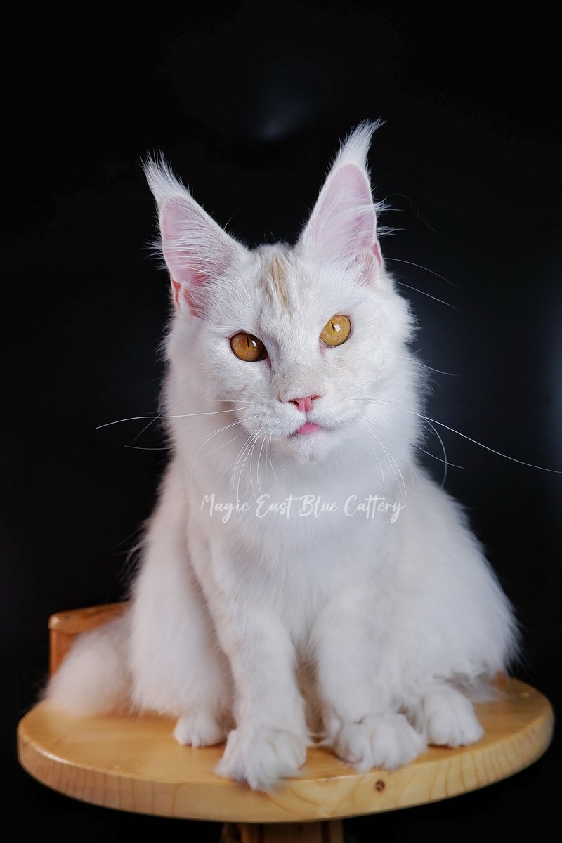 Purrfect (52).JPG