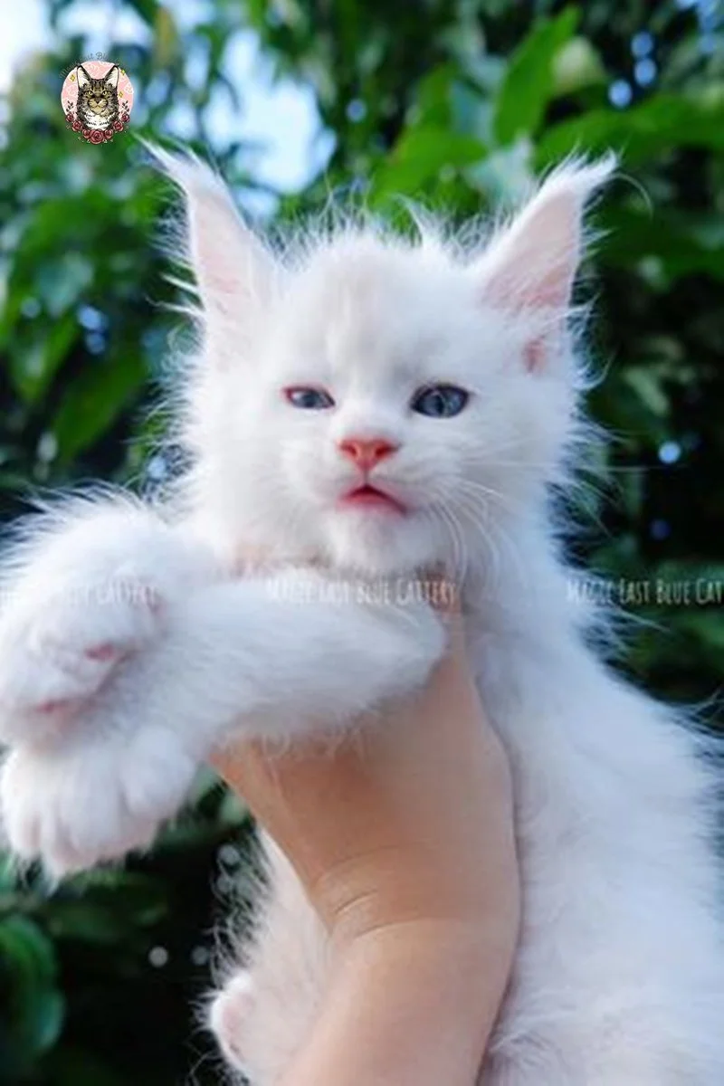 Purrfect (20).jpg