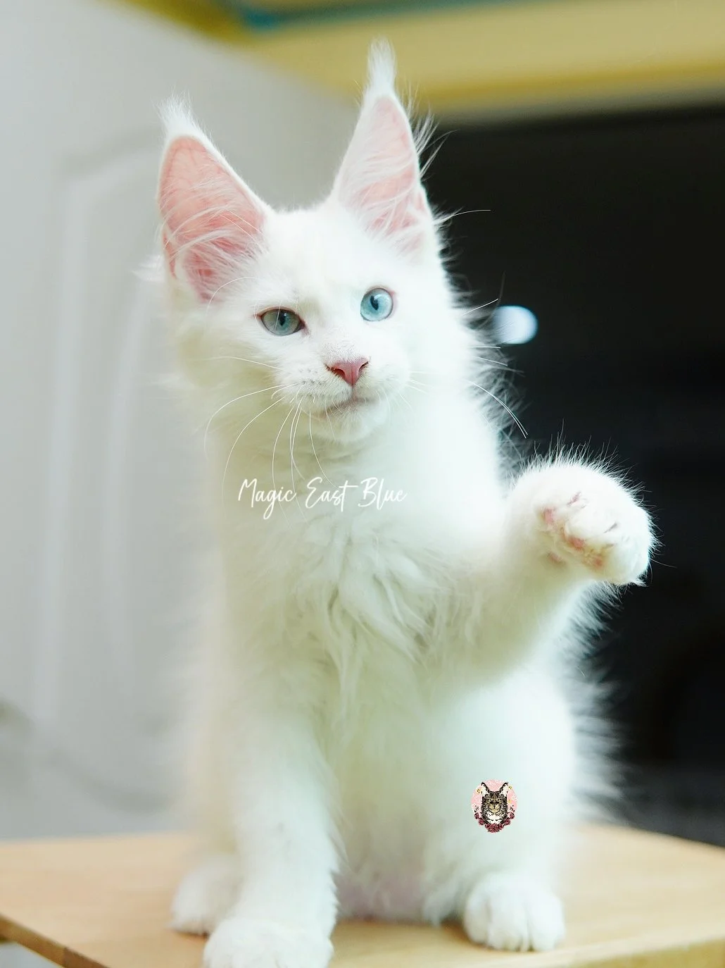 white blueeye boy hen new 2 (29).jpg