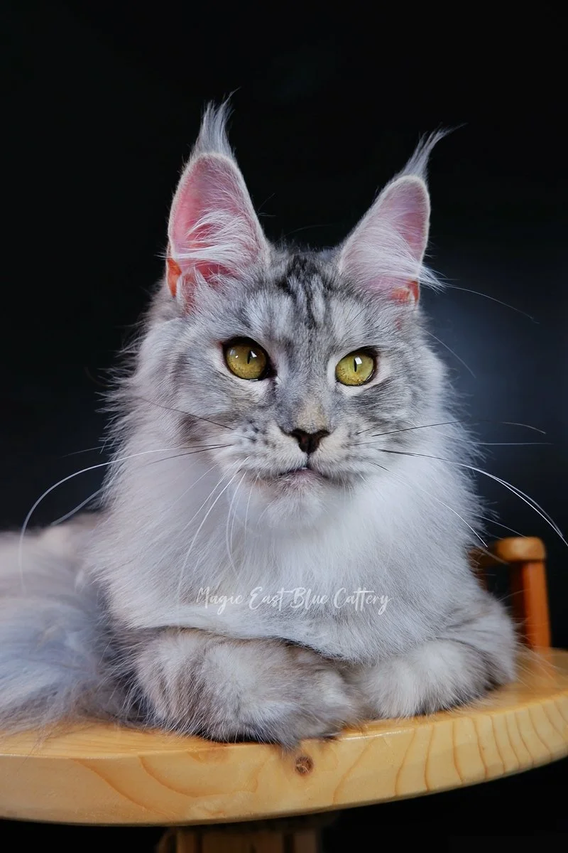 queen silver (37).JPG