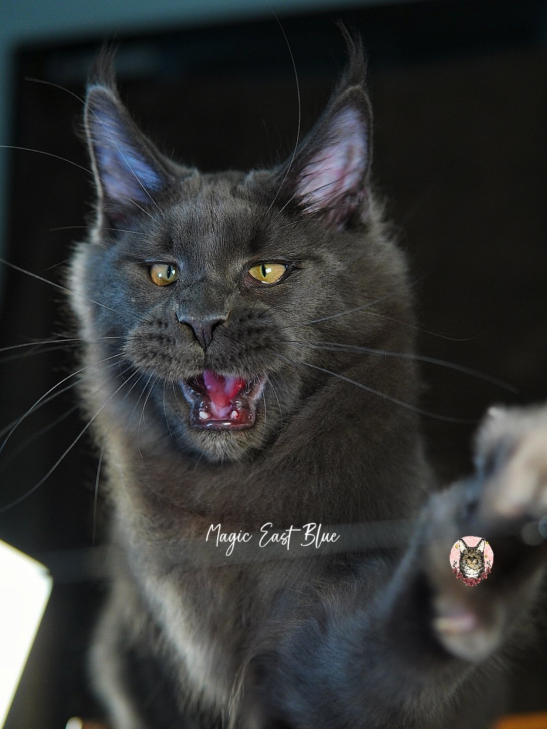 Panther (15).jpg
