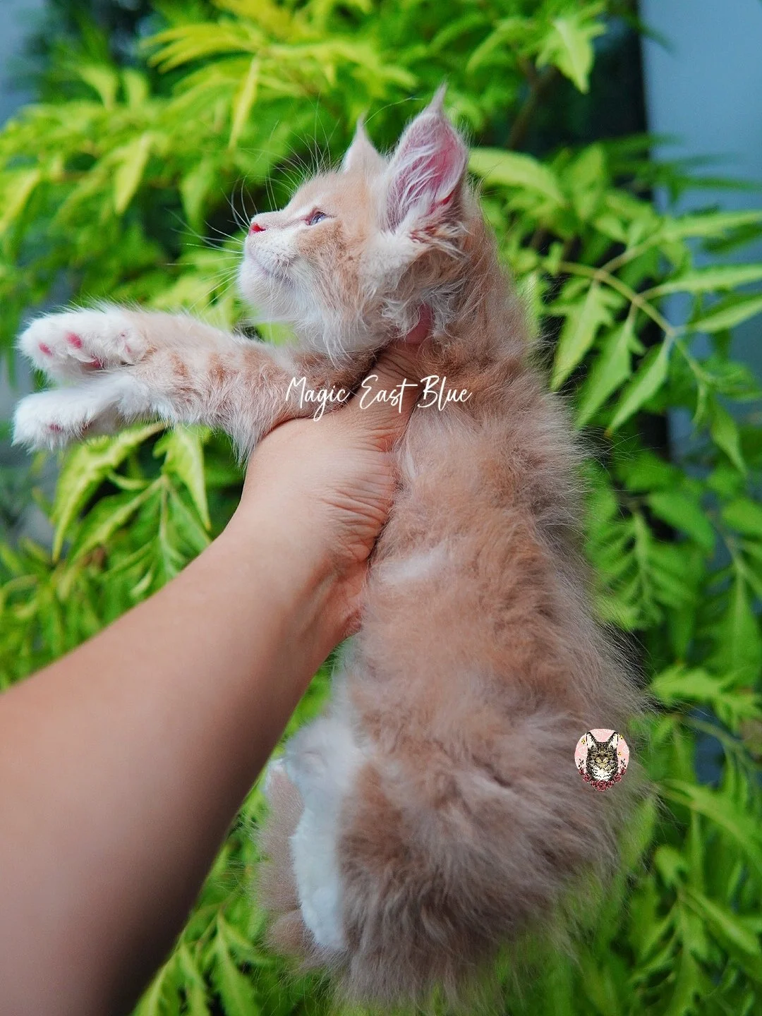 Cream Bicolor Tabby Boy [Zuri X Mellow] 19 May 2026 (13).jpg