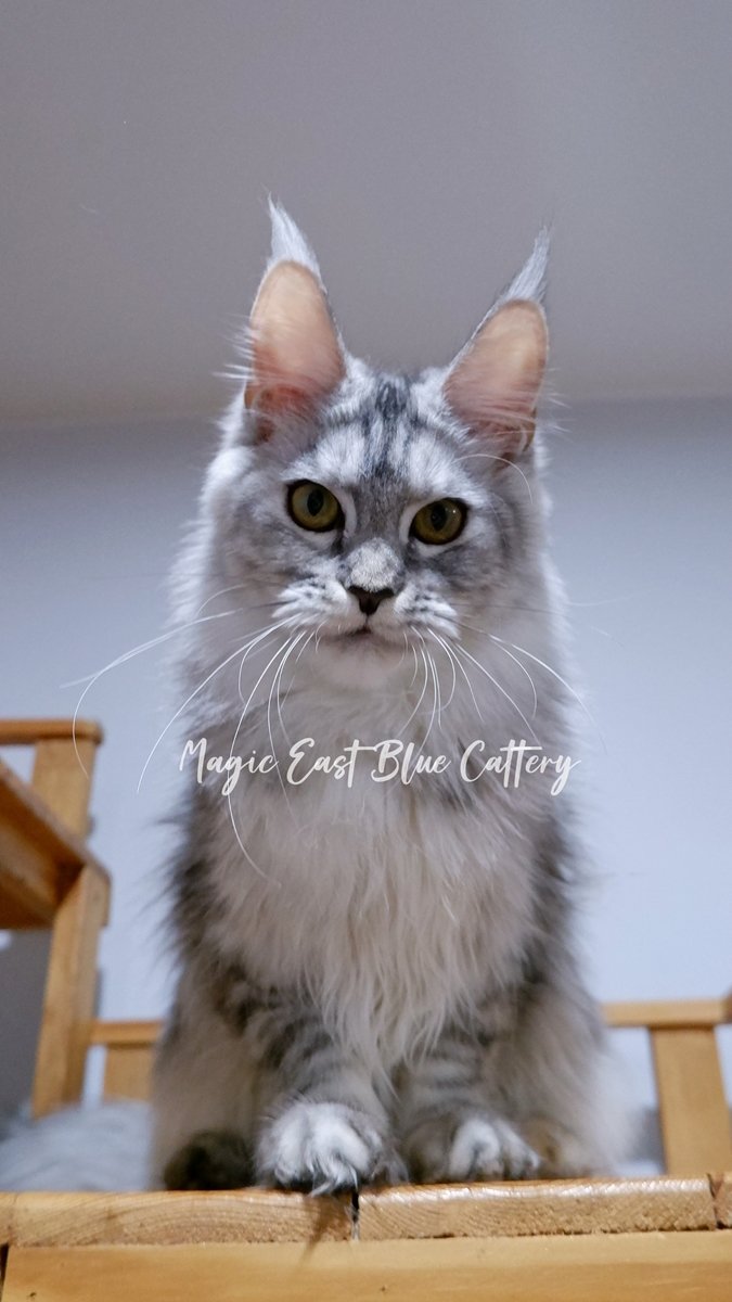 queen silver (10).JPG