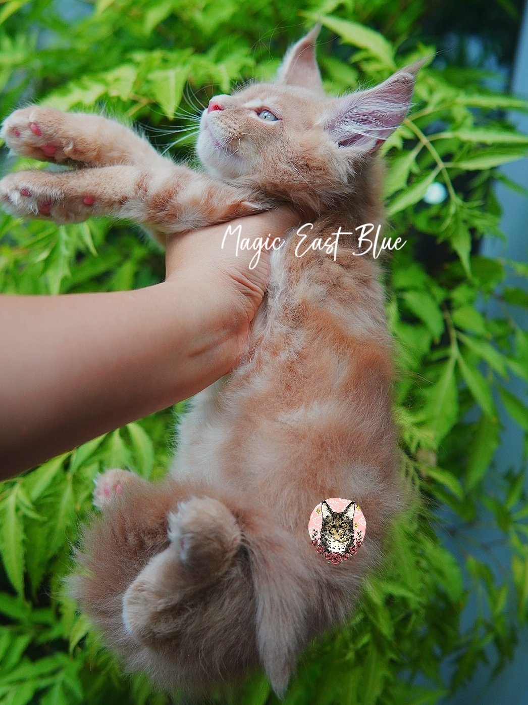 Cream Boy [Zuri X Mellow] 19 May 2026 (13).jpg