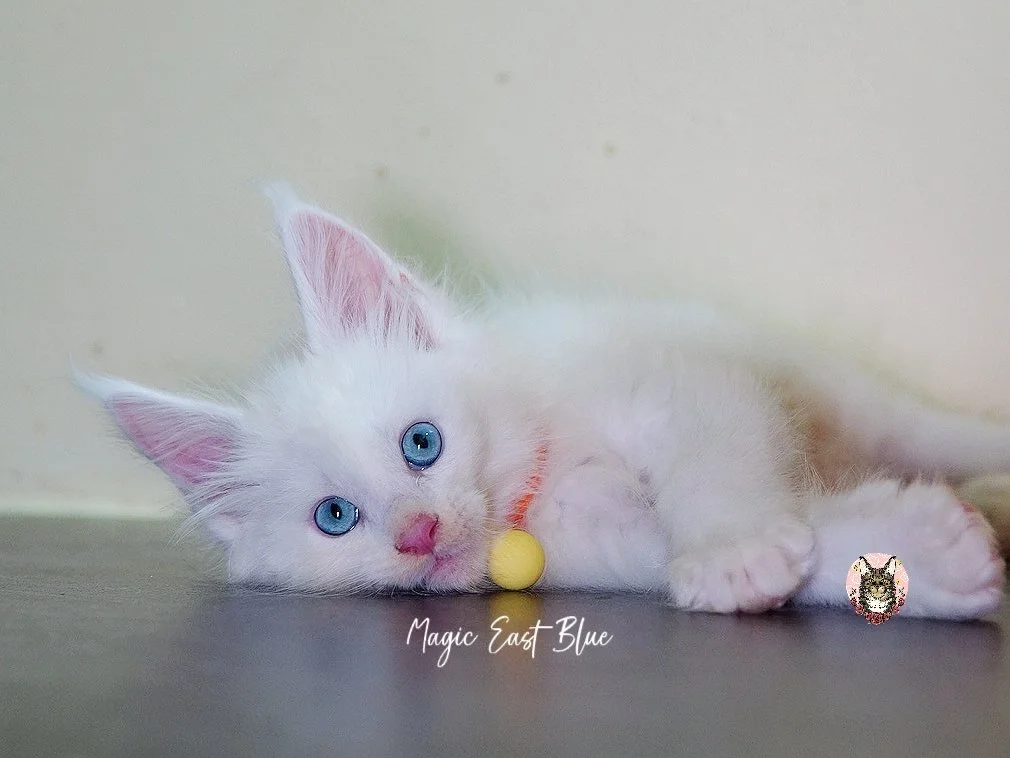 white blueeye boy hen new 2 (25).jpg