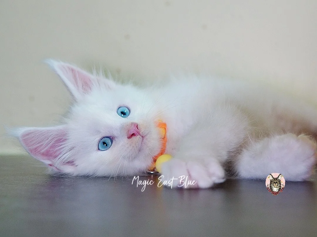 white blueeye boy hen new 2 (28).jpg